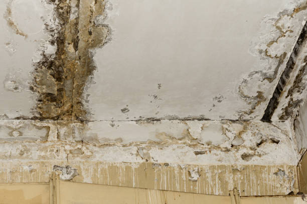 Best Ceiling water damage repair  in Garland, UT