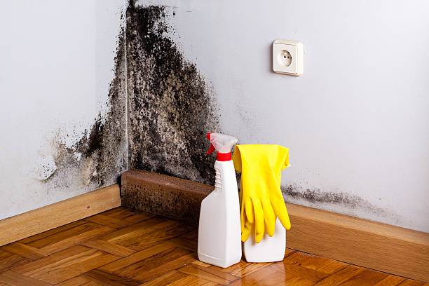 Best Water damage restoration process  in Garland, UT